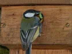 Une mésange nourrissant ses petits