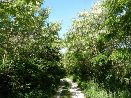 Au milieu des acacias