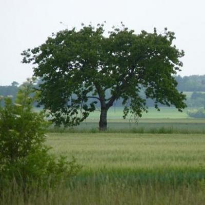 Férolles: le val et le côteau de Sologne