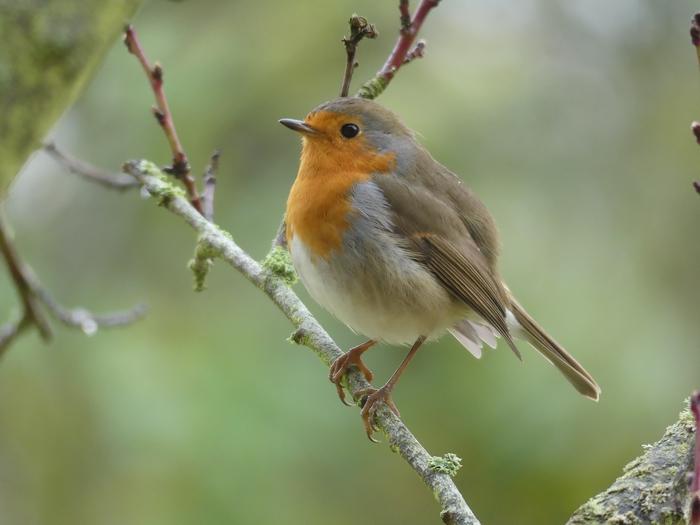 Rouge gorge sur pecher